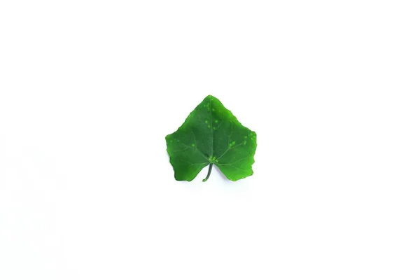 Zelený List Izolované Bílém Pozadí — Stock fotografie