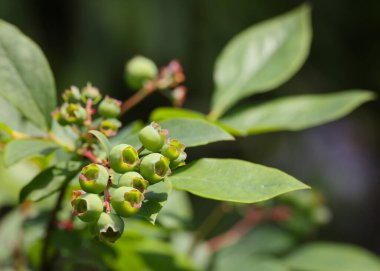 Close up fresh green blueberry berries growing in fruit garden, low angle view