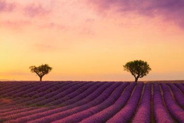 Fransa, Provence 'ın mor çiçek açan lavanta tarlası, gün batımında güzel gökyüzü ve ufukta ağaçla