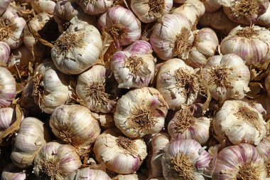 Çiftçi pazarının perakende vitrininde yeni sarımsağı kapat, yüksek açılı görüş