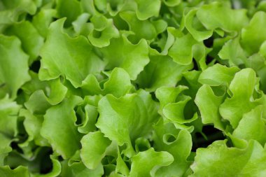 Taze bahar yeşili marul filizlerini kapayın açık zemindeki sebze bahçesinde yetişen yapraklar, yüksek manzaralı, tam yukarıda.