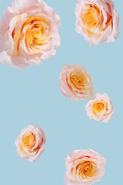 Mavi arka plana düşen pembe sarı güller. Gelişmiş bahar konsepti.