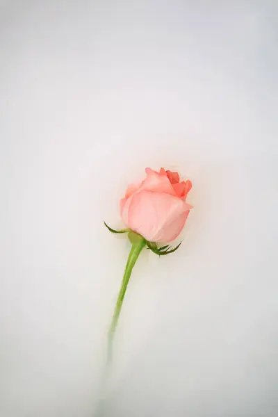 Yumuşak arkaplanda pembe gül
