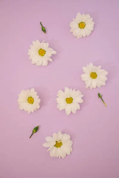 Pembe arka planda papatyalar. Bahar konsepti.