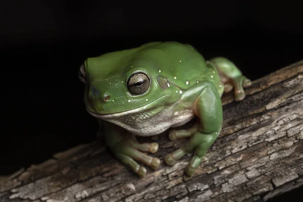 澳洲绿树蛙在原木上 — 图库照片