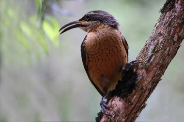 Uzak Kuzey Queensland Avustralya 'dan Victoria' s Riflebird