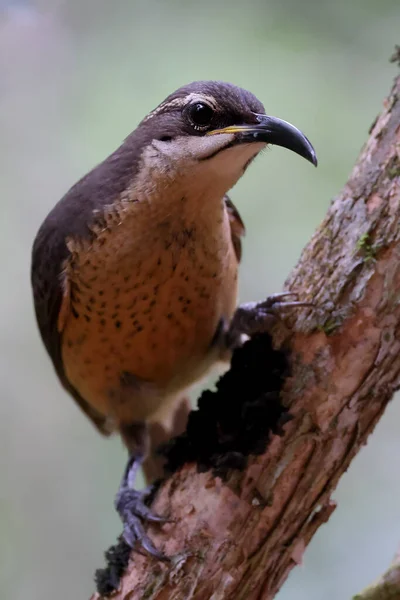 Victoria Riflebird Far North Queensland Australia — Stock fotografie