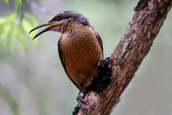 Victoria Riflebird Far North Queensland Austrália — Fotografia de Stock