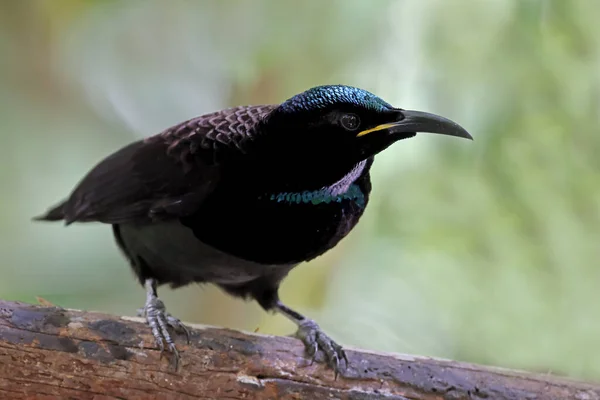 Rüde Victoria Riflebird Aus Far North Queensland Australien — Stockfoto