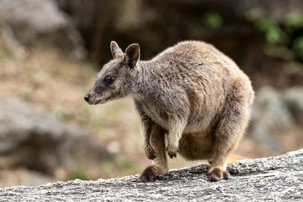 Zeldzame Australische Mareeba Rock Wallaby — Stockfoto