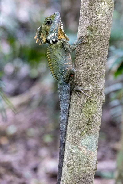 Boyd Forest Dragon Descansando Tronco Del Árbol — Foto de Stock