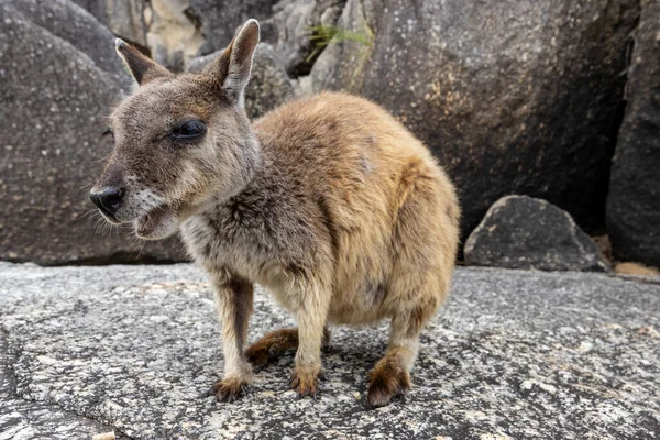 Rara Australiana Mareeba Rock Wallaby — Foto de Stock