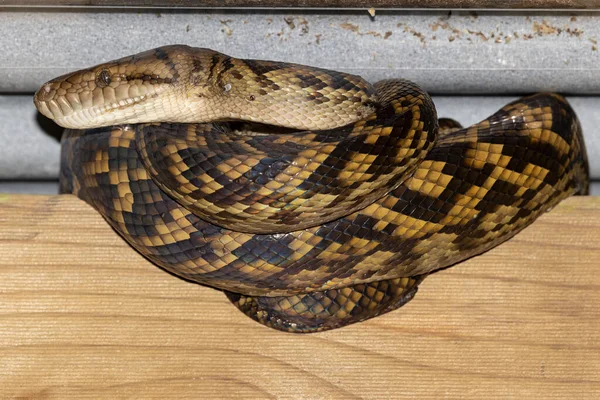 Améthystine Australienne Python Gommage Enroulé Sous Toit Métallique Pour Réchauffer — Photo