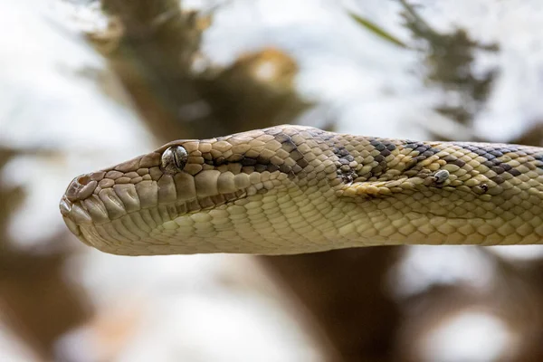 Python Australien Améthystine Gommage Avec Des Tiques Sous Les Écailles — Photo