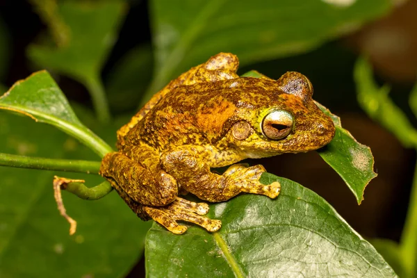 Australian Green Eyed Tree Frog Leaf — Stock Photo, Image