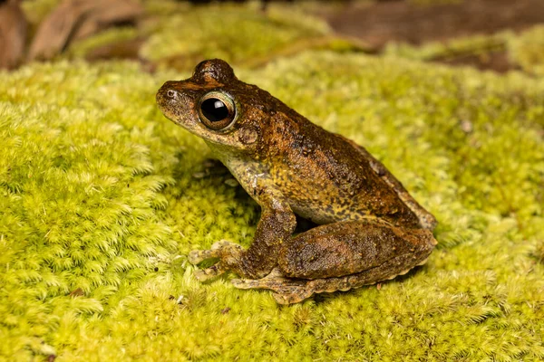 澳大利亚绿眼树蛙栖息在苔藓上 — 图库照片