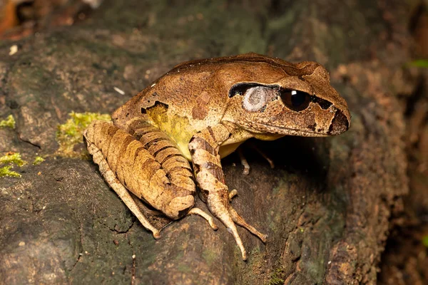 オーストラリア北部の樹皮カエルのログ — ストック写真