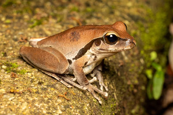 Australische Vrouwelijke Northern Stony Creek Frog — Stockfoto