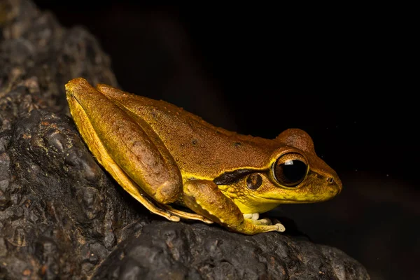 澳洲雄性北石溪蛙的繁育颜色 — 图库照片