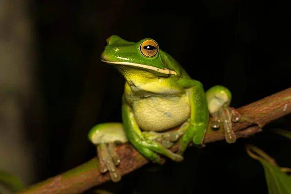 澳洲白嘴树蛙在树上攀爬 — 图库照片