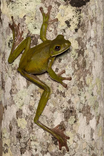 澳洲白嘴树蛙爬到树上 — 图库照片