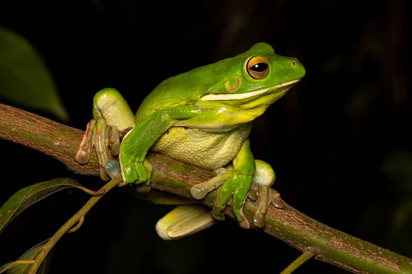 澳洲白嘴树蛙在树上攀爬 — 图库照片