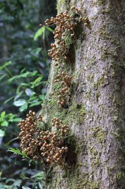 Meyveli sarı Mahogoay Ağacı 