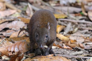 Queensland yağmur ormanlarında misk faresi kangurusu
