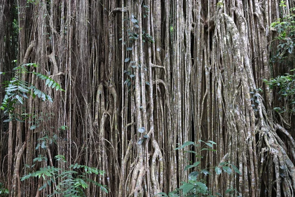 stock image Curtain Fig Tree roots near Yungaburra North Queensland Australia