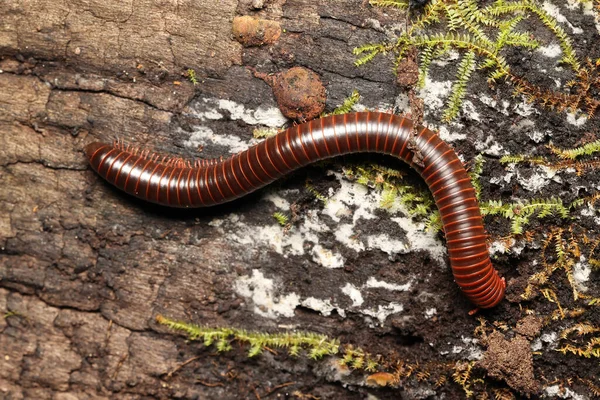 Μεγάλο Millipede Ένα Κούτσουρο Στη Βόρεια Queensland Τροπικό Δάσος — Φωτογραφία Αρχείου