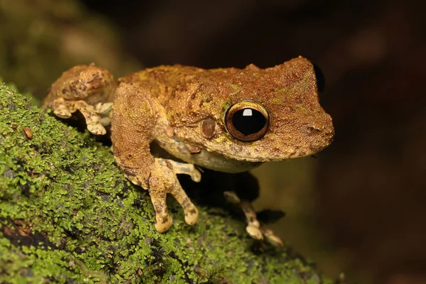 Green Eyed Tree Frog Resting Mossy Log — Stock Photo, Image