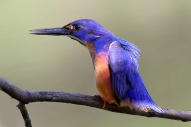 Avustralyalı Azure Kingfisher uzuv üzerinde tünedi