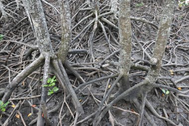 Mangrove Ağacı Kökleri Mangrove Ormanı; Kuzey Queensland Avustralya