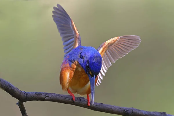 Ausztrál Azure Kingfisher Ült Végtagon — Stock Fotó