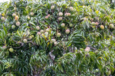 Tropik Kuzey Queensland Avustralya 'da meyveli Mango Ağacı