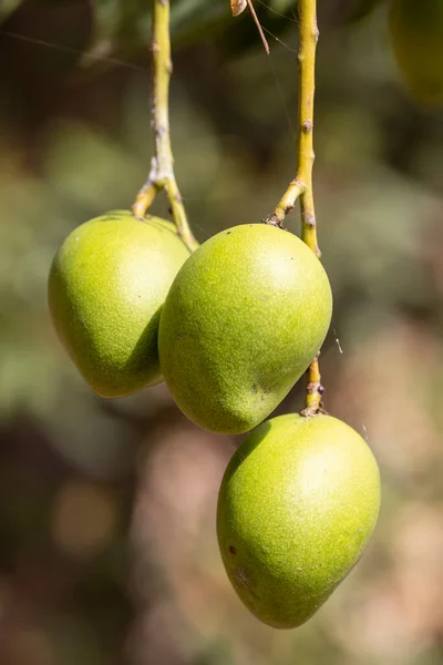 Owoce Mango Wiszące Pod Drzewem Mango — Zdjęcie stockowe