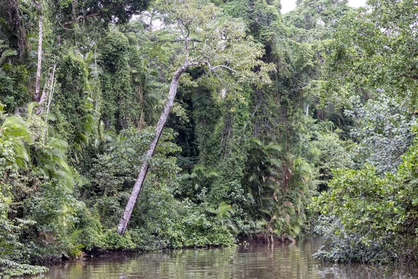 Selva Tropical Bosque Del Río Daintree —  Fotos de Stock