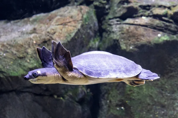 Grisnæsede Skildpadde Svømning Tropisk Akvarium - Stock-foto