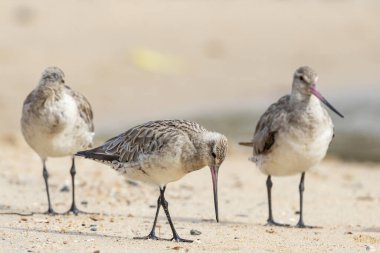 Çubuk kuyruklu Godwits deniz kıyısında besleniyor