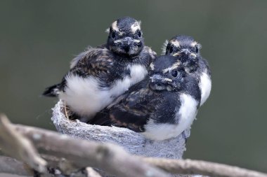 Willie Wagtail yavruları yuvada ailelerinin yemeklerini bekliyor.