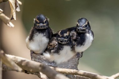 Willie Wagtail yavruları yuvada ailelerinin yemeklerini bekliyor.