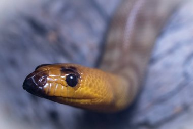 Avustralyalı Kadın Pitonu 'na yaklaş