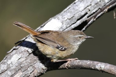 Avustralya Beyaz Kaşlı Ovalayıcı Wren kütüğe tünedi