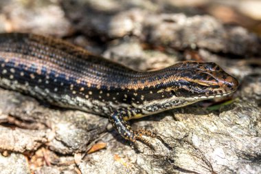Avustralya Sarı Göbekli Su Kaydırağı kütüğün tadını çıkarıyor