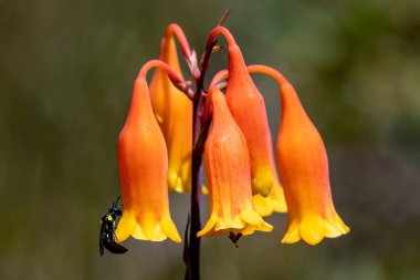 Avustralya Noel çanları eşek arısı çiçeğiyle