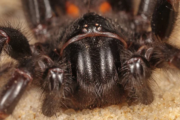 Highly Venomous Sydney Funnel Web Spider — Photo