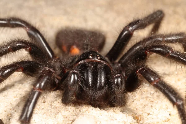 Highly Venomous Sydney Funnel Web Spider — Photo