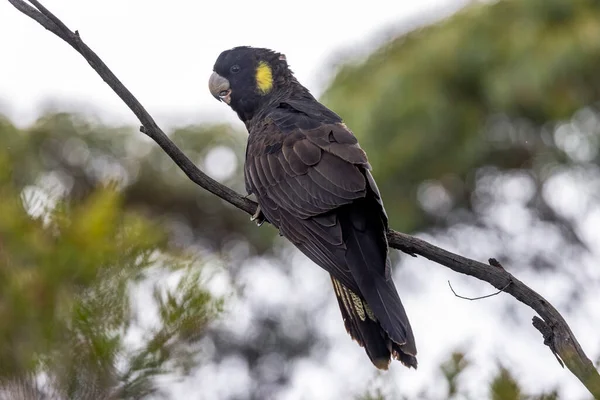 Μαύρο Cockatoo Κίτρινη Ουρά Σκαρφαλωμένο Στο Δέντρο — Φωτογραφία Αρχείου