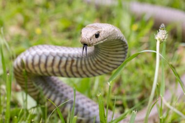 Highly Venomous Eastern Brown Snake