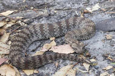 Highly Venomous Australian Common Death Adder